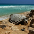La Fascinante Boa Vista